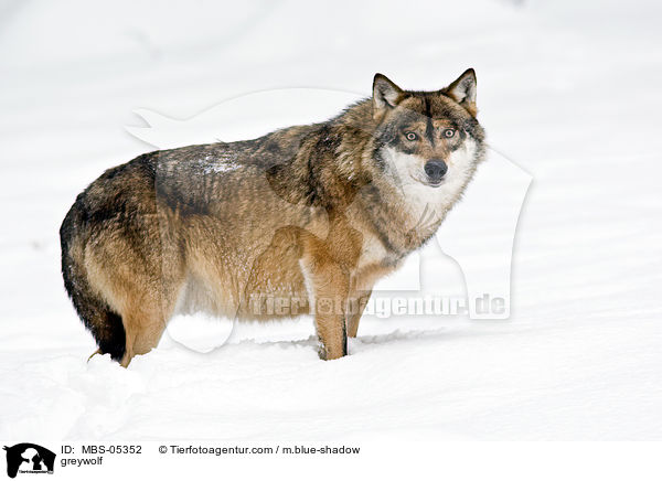 Grauwolf / greywolf / MBS-05352