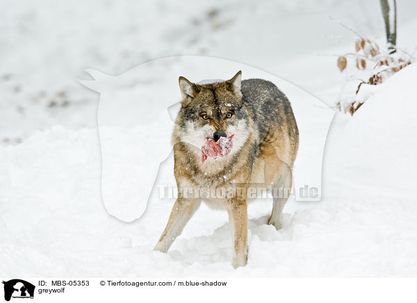 Grauwolf / greywolf / MBS-05353