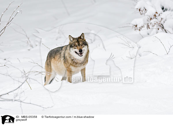 Grauwolf / greywolf / MBS-05358