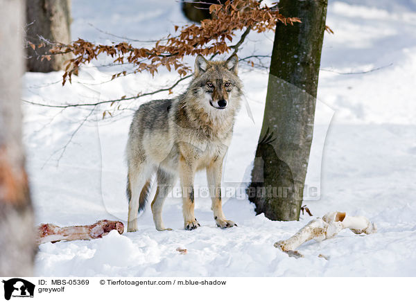 Grauwolf / greywolf / MBS-05369