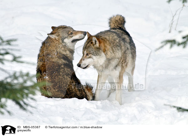 greywolfs / MBS-05387