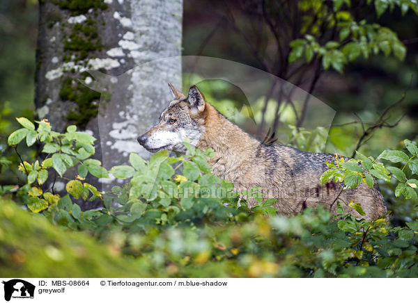 Grauwolf / greywolf / MBS-08664