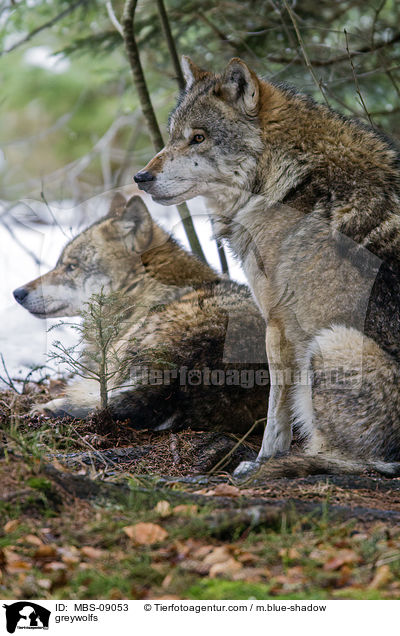 Grauwlfe / greywolfs / MBS-09053