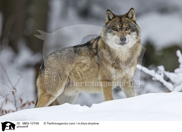 Grauwolf / greywolf / MBS-10768