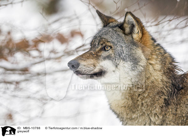 greywolf / MBS-10788