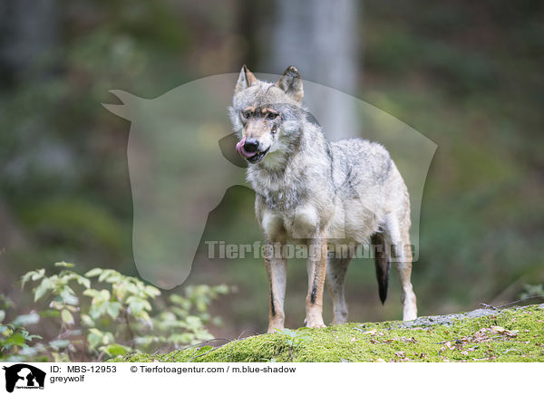 Grauwolf / greywolf / MBS-12953