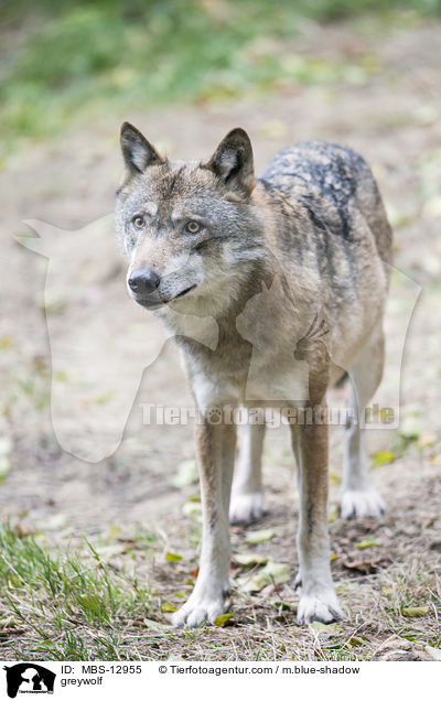 Grauwolf / greywolf / MBS-12955