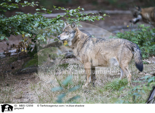 Grauwolf / greywolf / MBS-12956