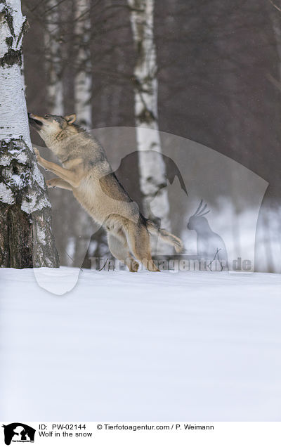 Wolf im Schnee / Wolf in the snow / PW-02144