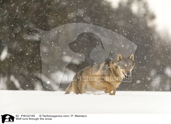 Wolf rennt durch den Schnee / Wolf runs through the snow / PW-02165