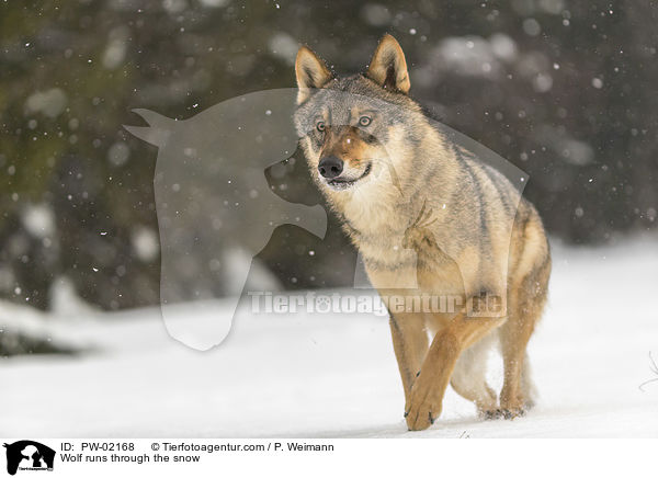 Wolf rennt durch den Schnee / Wolf runs through the snow / PW-02168