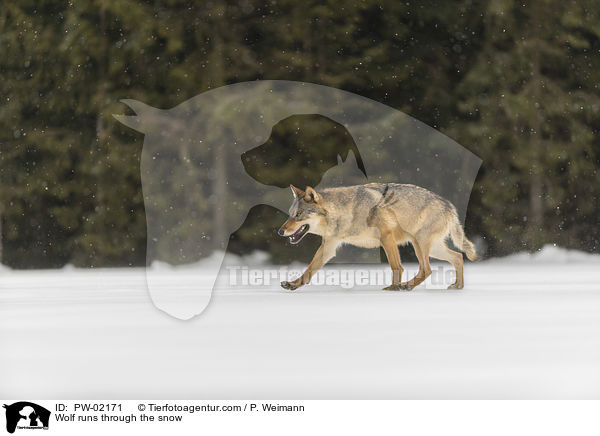 Wolf rennt durch den Schnee / Wolf runs through the snow / PW-02171