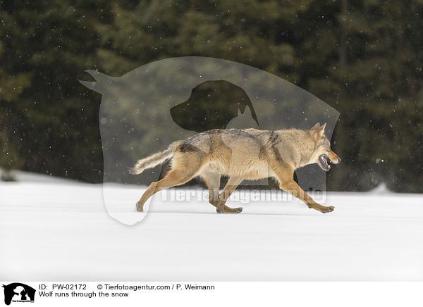 Wolf rennt durch den Schnee / Wolf runs through the snow / PW-02172