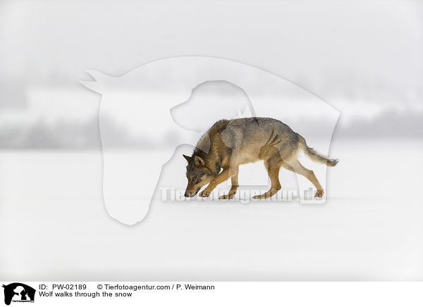 Wolf luft durch den Schnee / Wolf walks through the snow / PW-02189