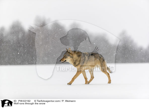 Wolf rennt durch den Schnee / Wolf runs through the snow / PW-02192