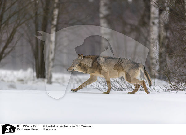 Wolf rennt durch den Schnee / Wolf runs through the snow / PW-02195