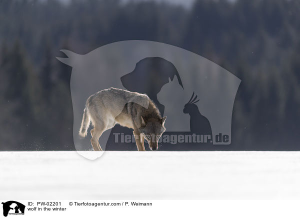 Wolf im Winter / wolf in the winter / PW-02201