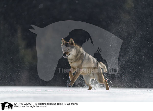 Wolf rennt durch den Schnee / Wolf runs through the snow / PW-02203