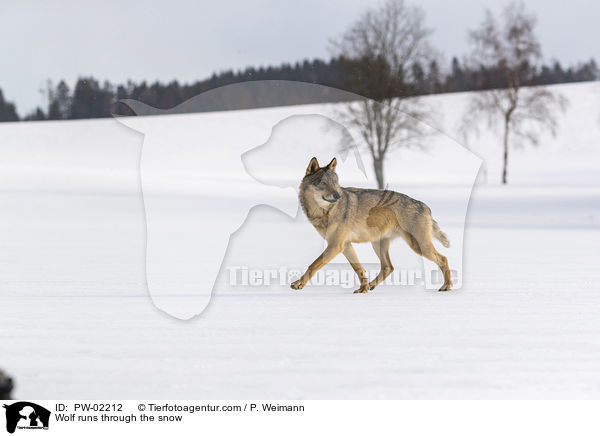 Wolf rennt durch den Schnee / Wolf runs through the snow / PW-02212