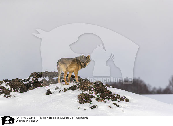Wolf im Schnee / Wolf in the snow / PW-02215
