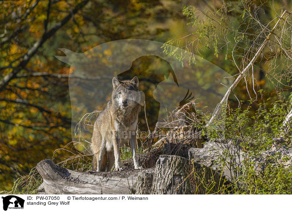 stehender Grauwolf / standing Grey Wolf / PW-07050