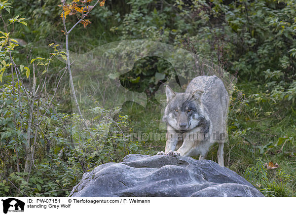 stehender Grauwolf / standing Grey Wolf / PW-07151