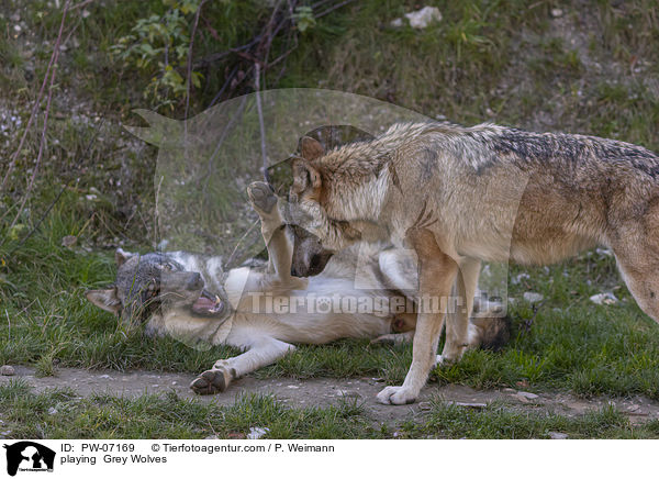 spielende Grauwlfe / playing  Grey Wolves / PW-07169