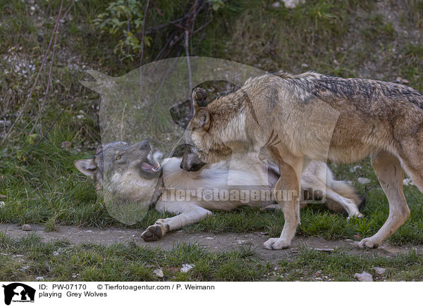 spielende Grauwlfe / playing  Grey Wolves / PW-07170