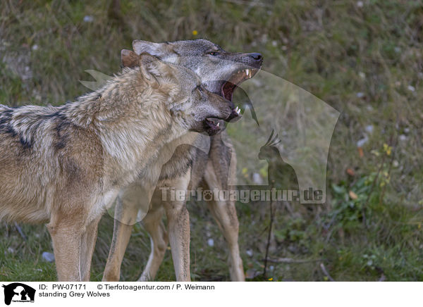 stehende Grauwlfe / standing Grey Wolves / PW-07171