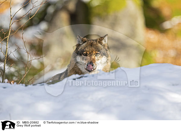Grauwolf Portrait / Grey Wolf portrait / MBS-20882