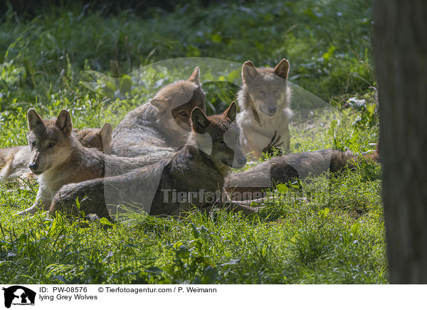 liegende Grauwlfe / lying Grey Wolves / PW-08576