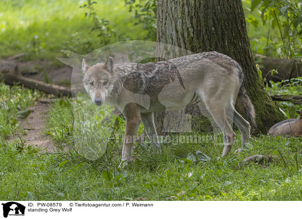 stehender Grauwolf / standing Grey Wolf / PW-08579