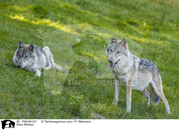 Grauwlfe / Grey Wolves / PW-09127