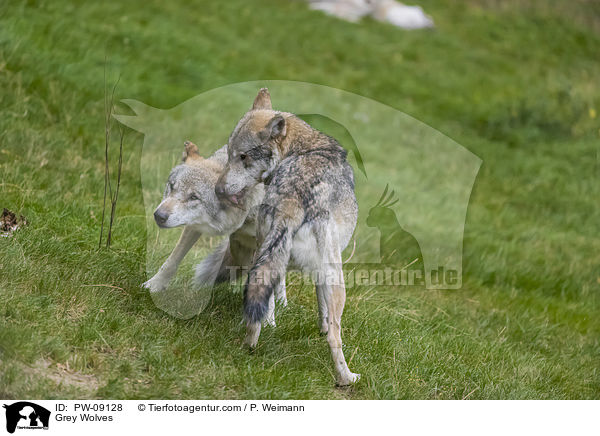 Grauwlfe / Grey Wolves / PW-09128