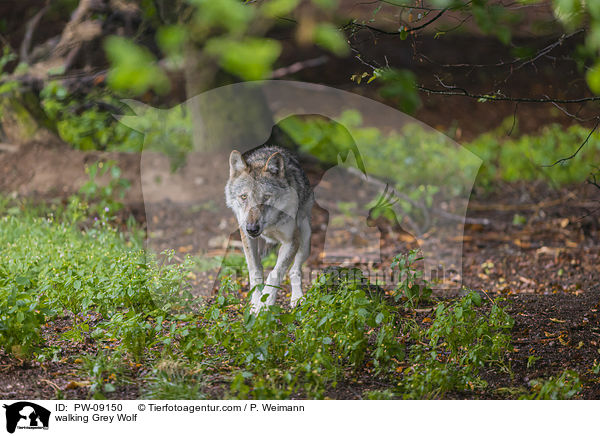 laufender Grauwolf / walking Grey Wolf / PW-09150