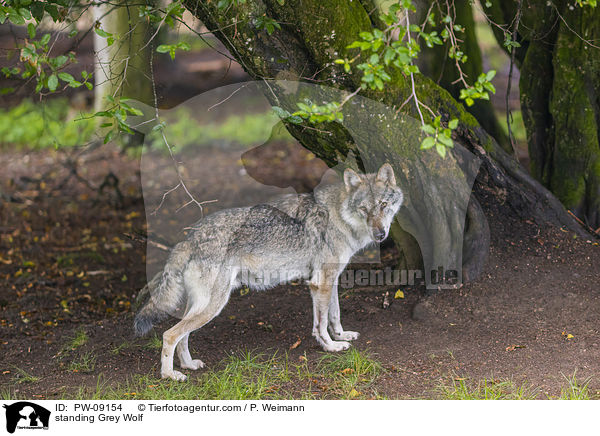 stehender Grauwolf / standing Grey Wolf / PW-09154