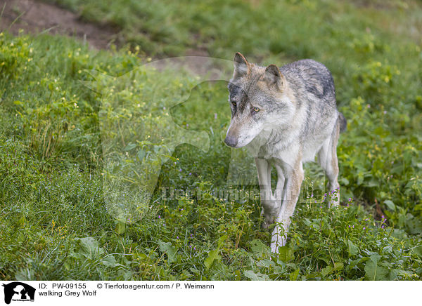 laufender Grauwolf / walking Grey Wolf / PW-09155