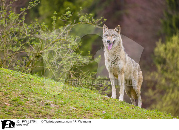 Grauwolf / grey wolf / PW-12754