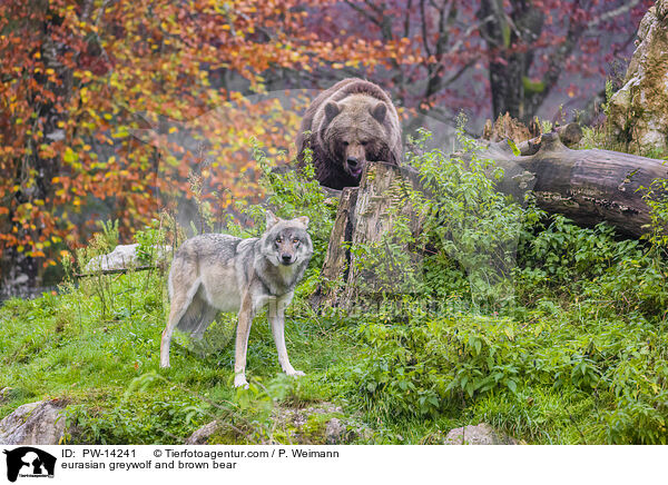 Grauwolf Und Braunbr / eurasian greywolf and brown bear / PW-14241
