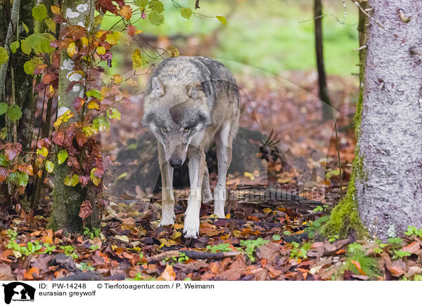 Grauwolf / eurasian greywolf / PW-14248