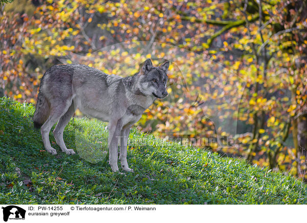 Grauwolf / eurasian greywolf / PW-14255