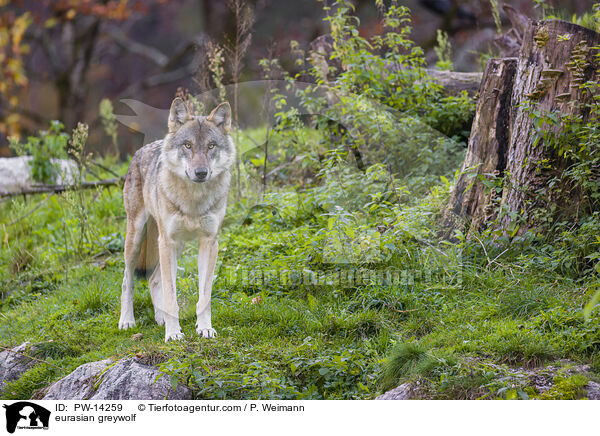 Grauwolf / eurasian greywolf / PW-14259