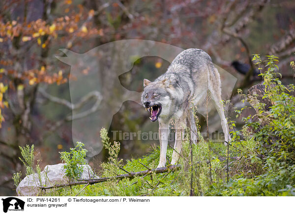Grauwolf / eurasian greywolf / PW-14261