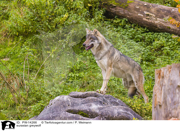 Grauwolf / eurasian greywolf / PW-14266