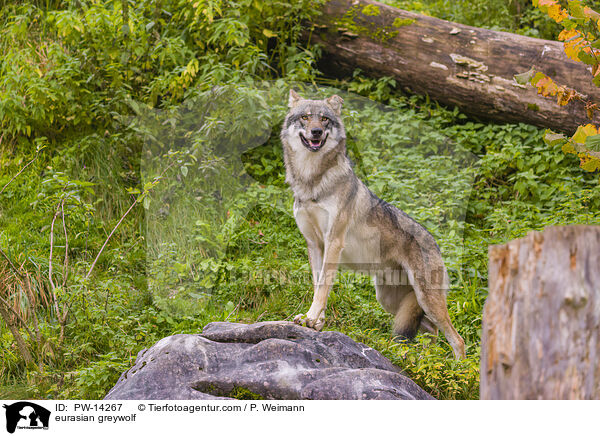 Grauwolf / eurasian greywolf / PW-14267