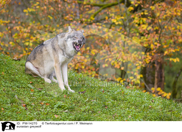 Grauwolf / eurasian greywolf / PW-14270