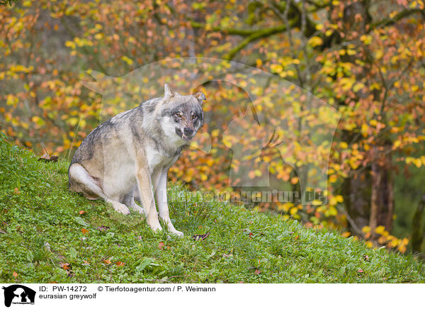 Grauwolf / eurasian greywolf / PW-14272