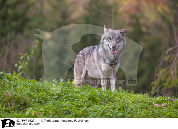 Grauwolf / eurasian greywolf / PW-14274