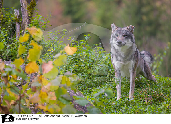 Grauwolf / eurasian greywolf / PW-14277
