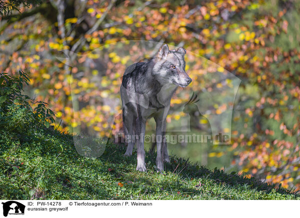 Grauwolf / eurasian greywolf / PW-14278